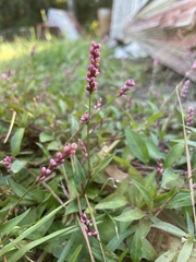 Persicaria longiseta