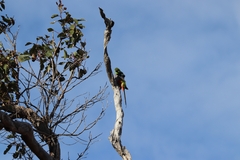 Purpureicephalus spurius