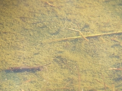 Cyprinodon variegatus