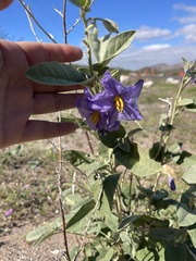 Solanum hindsianum