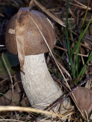 Leccinum scabrum