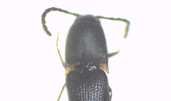 Melanoxanthus angularis