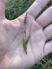 Persicaria longiseta