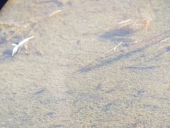 Cyprinodon variegatus