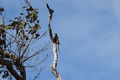 Purpureicephalus spurius