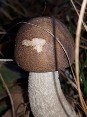 Leccinum scabrum