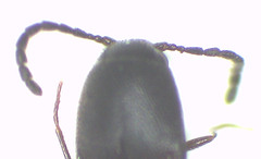 Melanoxanthus angularis