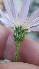Symphyotrichum ascendens