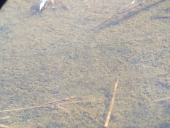 Cyprinodon variegatus