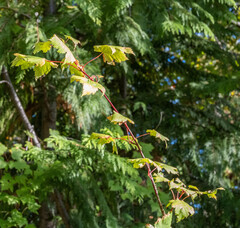 Acer glabrum