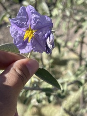 Solanum hindsianum