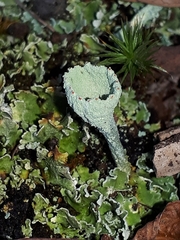 Cladonia pleurota