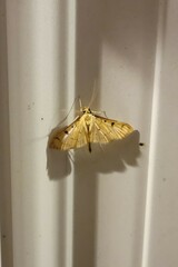 Herpetogramma bipunctalis