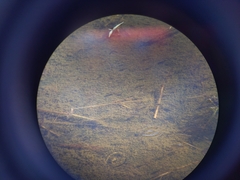 Cyprinodon variegatus