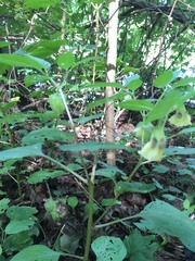 Physalis longifolia subglabrata