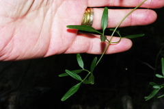 Clematis microphylla