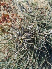 Ephedra
