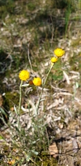 Chrysocephalum apiculatum
