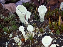 Cladonia pleurota