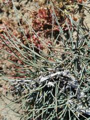 Ephedra