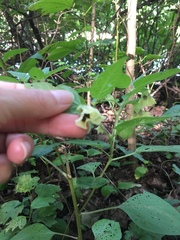 Physalis longifolia subglabrata