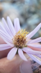 Symphyotrichum ascendens