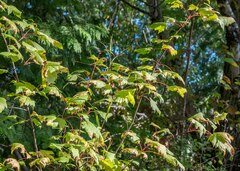 Acer glabrum