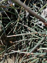 Ephedra