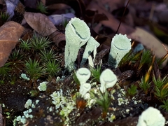Cladonia pleurota