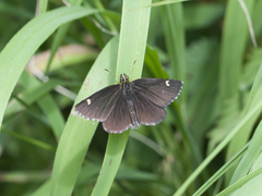 Heteropterus morpheus