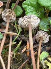 Collybiopsis villosipes