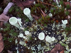 Cladonia pleurota