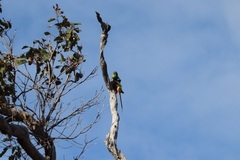 Purpureicephalus spurius