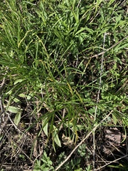 Ornithogalum umbellatum