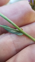 Symphyotrichum ascendens