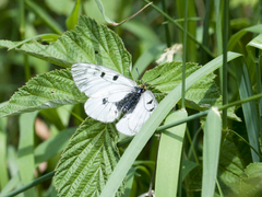 Parnassius mnemosyne