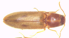 Melanoxanthus futilis