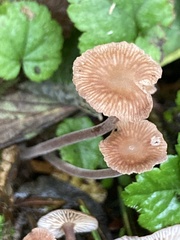Collybiopsis villosipes