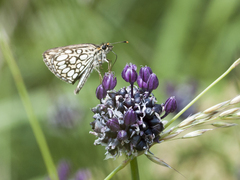 Heteropterus morpheus