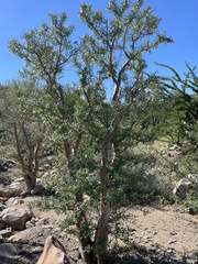 Pachycormus discolor