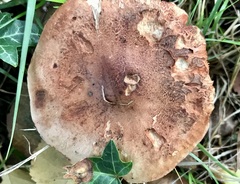 Lactarius tabidus
