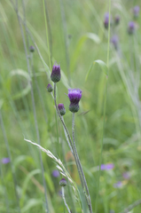 Cirsium pannonicum
