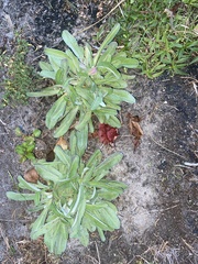 Gamochaeta calviceps