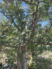 Pachycormus discolor