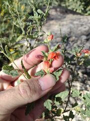 Sphaeralcea fendleri