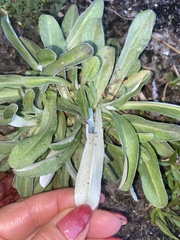 Gamochaeta calviceps