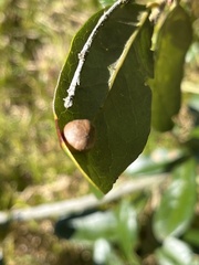 Belonocnema treatae