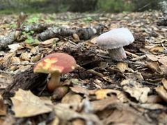 Xerocomellus dryophilus