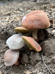 Xerocomellus dryophilus