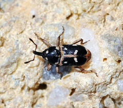 Eremobaris picturata